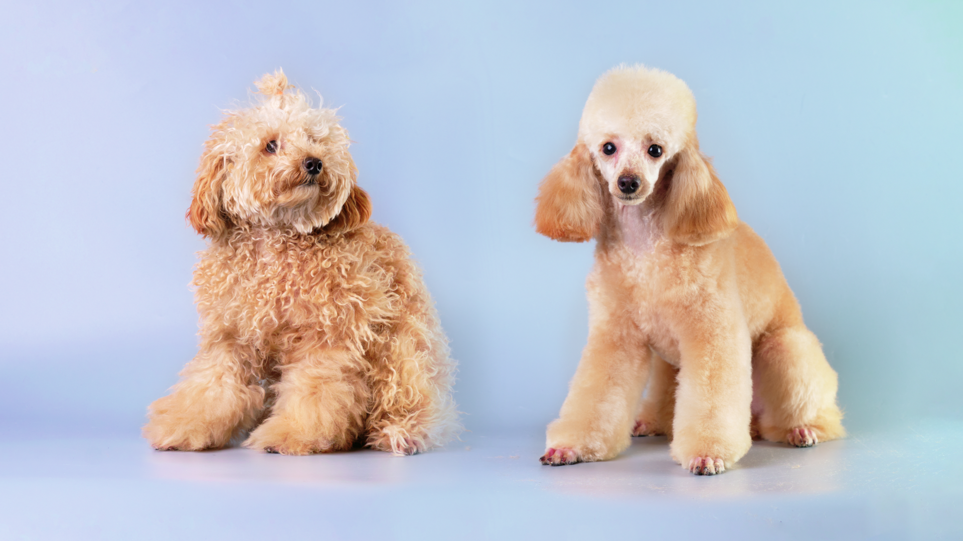 トイプードルのトリミング