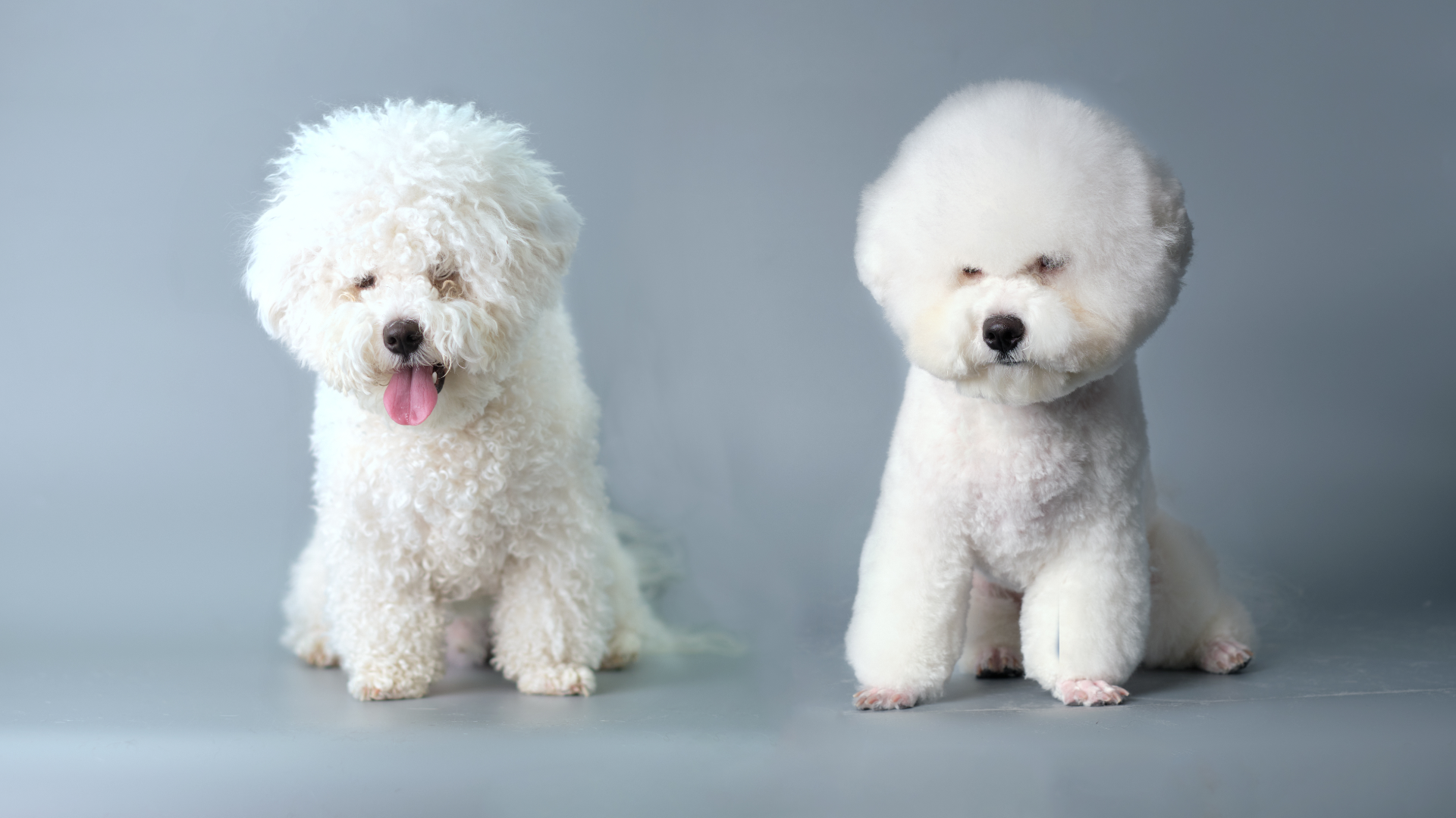 柴犬のシャンプー