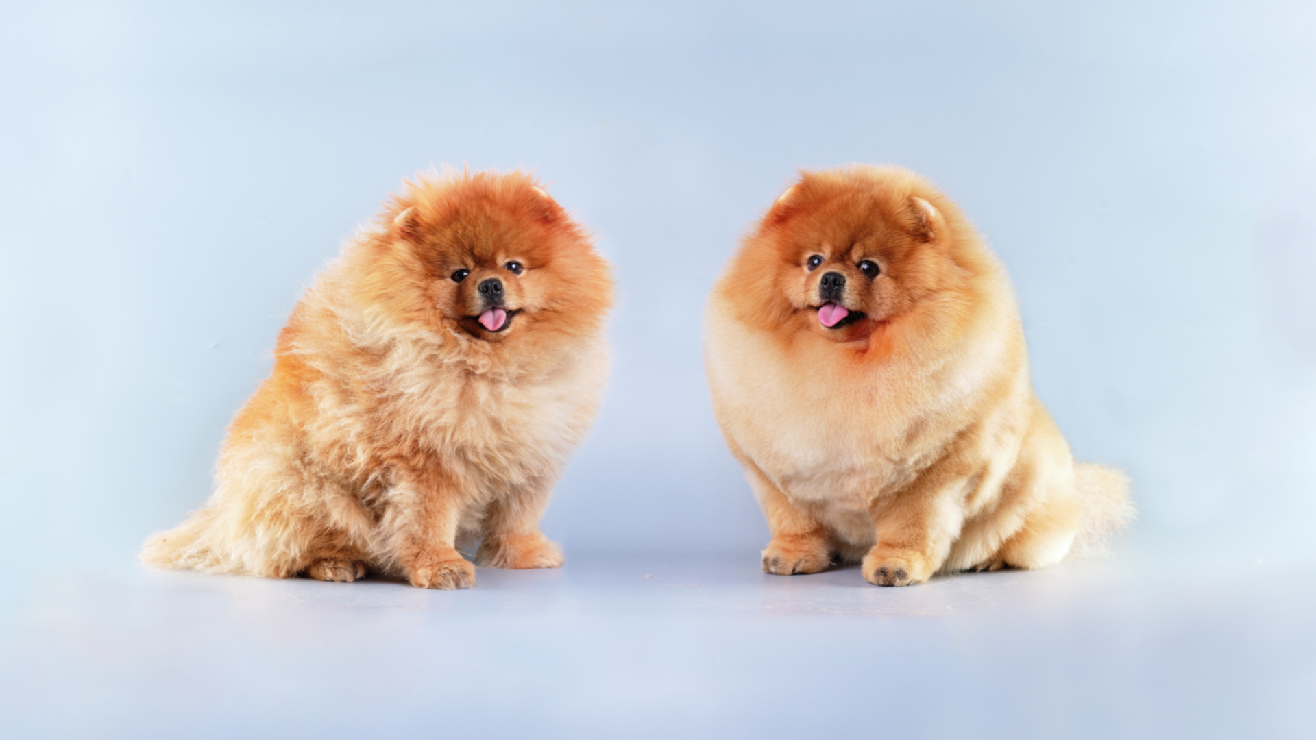 ミックス犬のカット